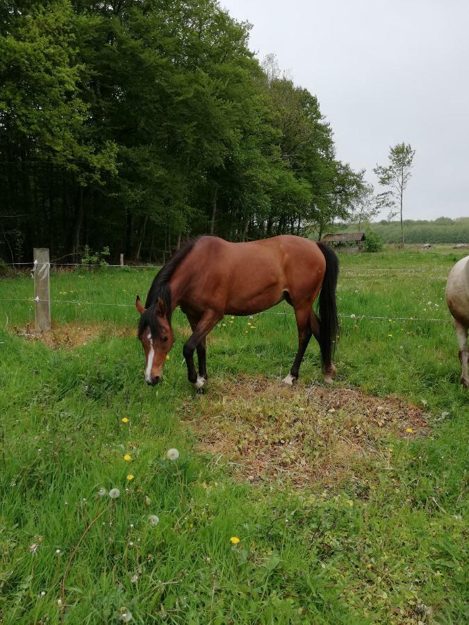 스벤보르 Tankefuld Living'S Horsefarm 아파트 외부 사진
